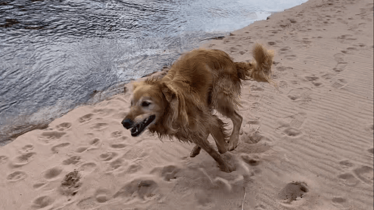Timber “Gross Manor’s I’ll Be The One You Won’t Forget”, a Golden Retriever tested with EmbarkVet.com