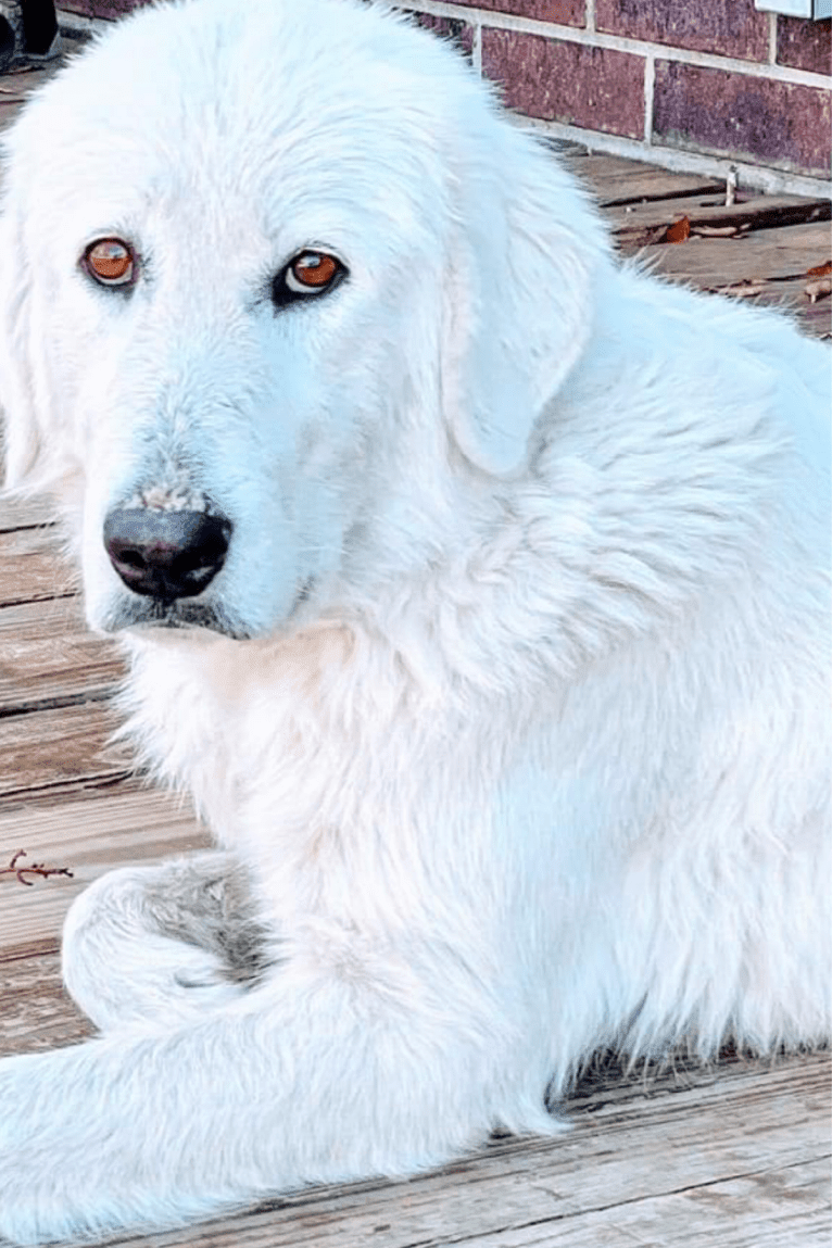 Athena, a Maremma Sheepdog tested with EmbarkVet.com