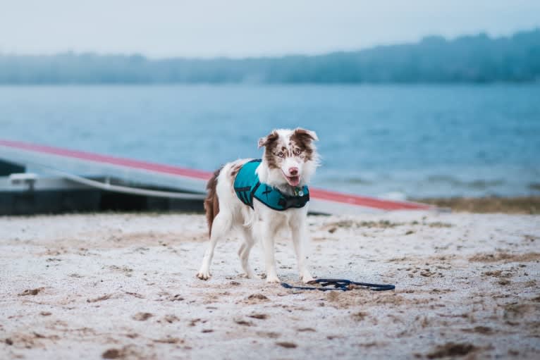 Asher, a Border Collie tested with EmbarkVet.com