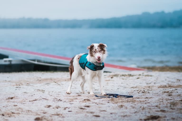 Spurs N Ashes, a Border Collie tested with EmbarkVet.com