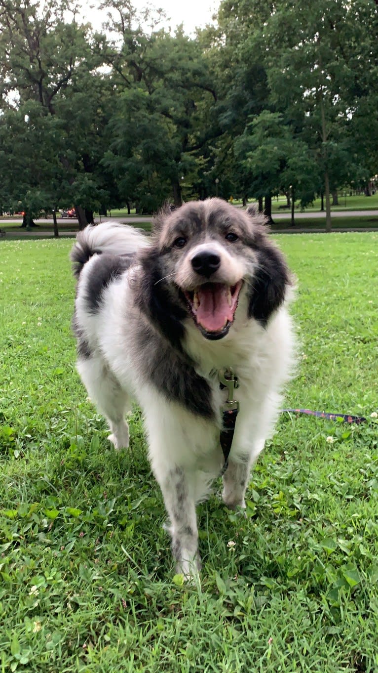 Maeby, a Great Pyrenees and Australian Shepherd mix tested with EmbarkVet.com