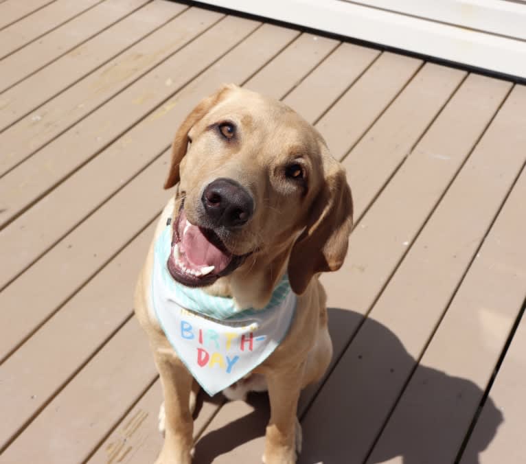 Ziggy, a Labrador Retriever tested with EmbarkVet.com