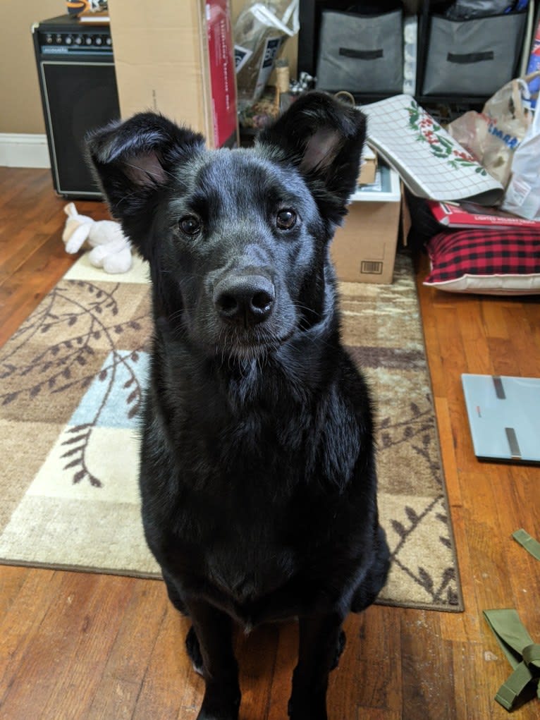 Freya, a Norwegian Elkhound and Golden Retriever mix tested with EmbarkVet.com