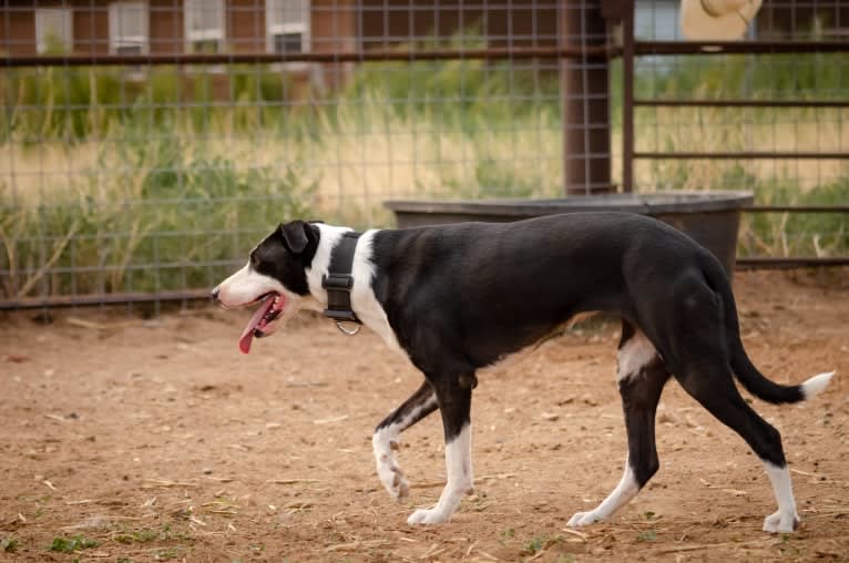 Rozyn, a Border Collie and American Pit Bull Terrier mix tested with EmbarkVet.com
