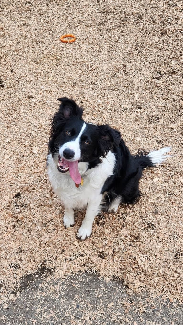 Willow, an Australian Shepherd and Border Collie mix tested with EmbarkVet.com