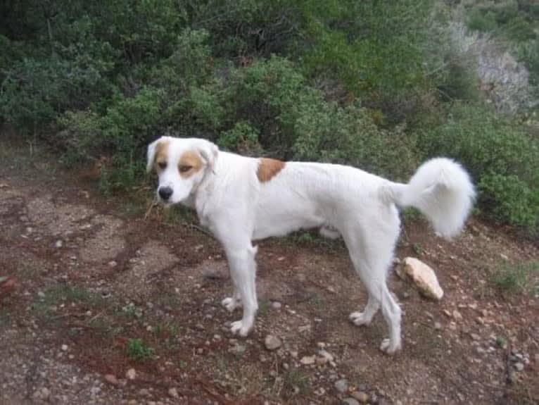 Oscar, a West Asian Village Dog tested with EmbarkVet.com