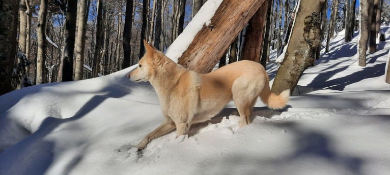 Widu, a Canaan Dog tested with EmbarkVet.com