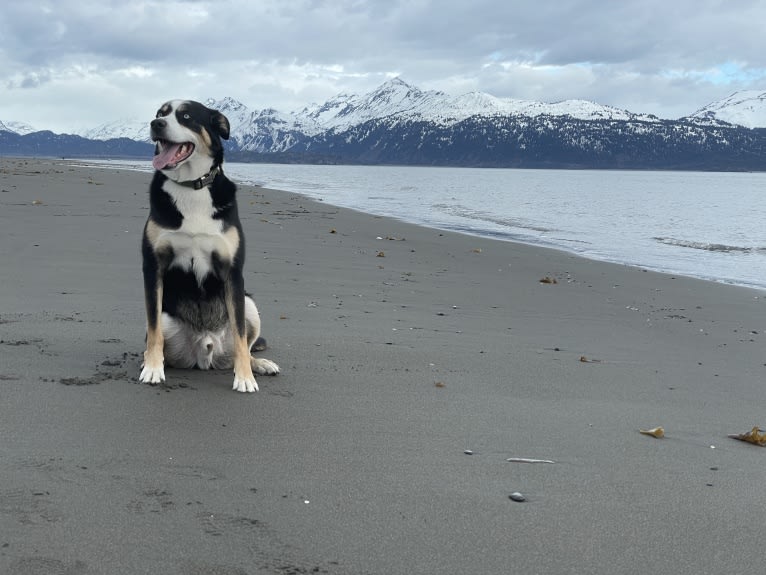Bear, an Alaskan-type Husky and Labrador Retriever mix tested with EmbarkVet.com