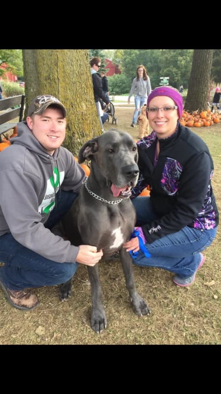 Zane, a Great Dane tested with EmbarkVet.com