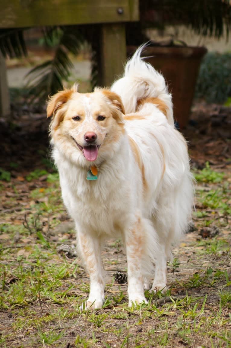Photo of Wendy, a Great Pyrenees, American Pit Bull Terrier, Labrador Retriever, Chow Chow, German Shepherd Dog, and Mixed mix in Conroe, Texas, USA