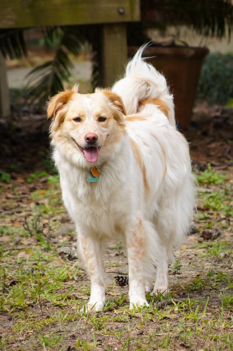 Wendy, a Great Pyrenees and American Pit Bull Terrier mix tested with EmbarkVet.com