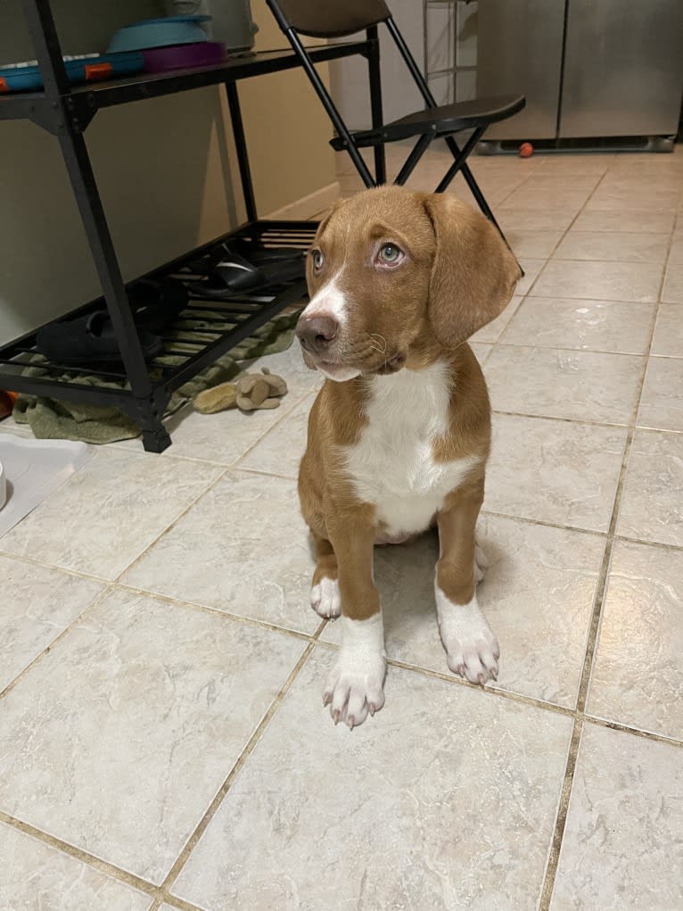 Viola, an American Pit Bull Terrier and Catahoula Leopard Dog mix tested with EmbarkVet.com