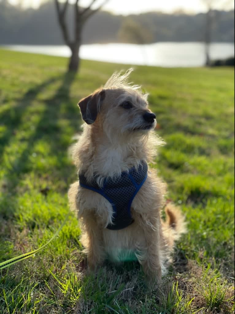 Sprocket, a Bichon Frise and Lhasa Apso mix tested with EmbarkVet.com