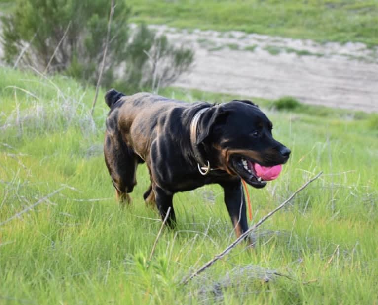 Wüstenhaus Samson, a Rottweiler tested with EmbarkVet.com