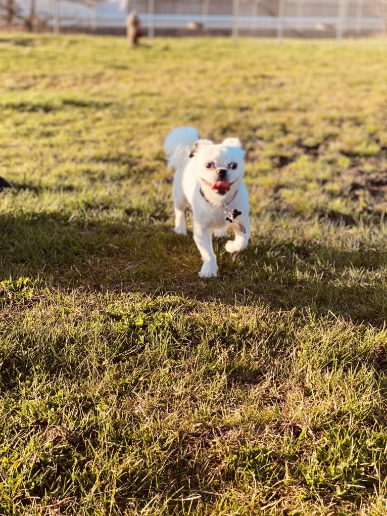 Tyson, a Lhasa Apso and Shih Tzu mix tested with EmbarkVet.com