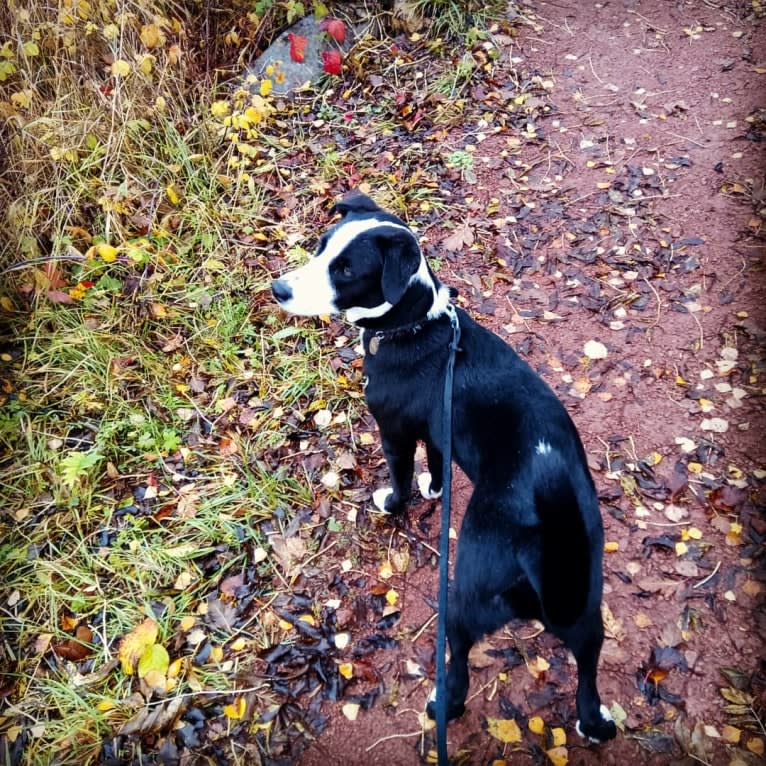 Whisky, an Australian Shepherd and Dalmatian mix tested with EmbarkVet.com