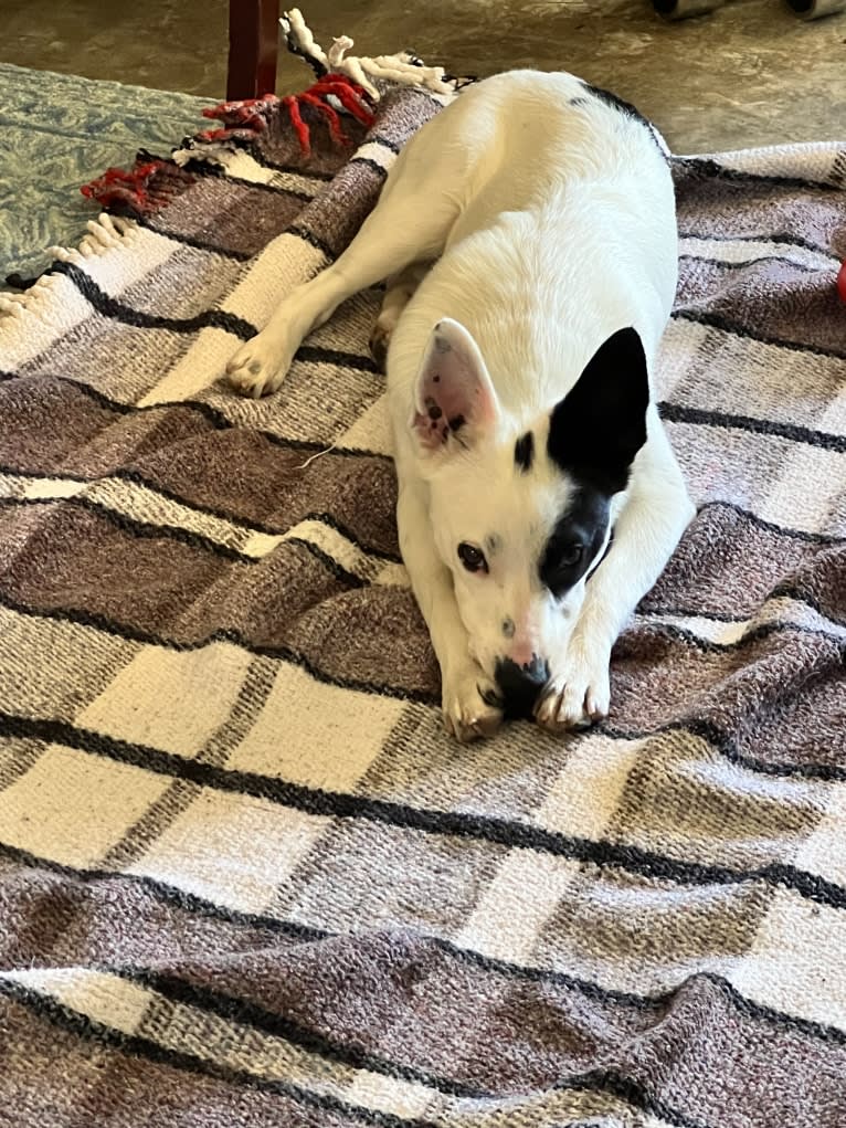 Luke Skywalker, an Australian Cattle Dog and Rat Terrier mix tested with EmbarkVet.com