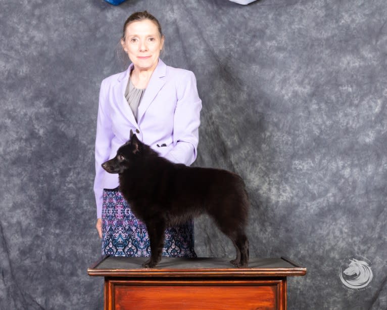 Raven, a Schipperke tested with EmbarkVet.com