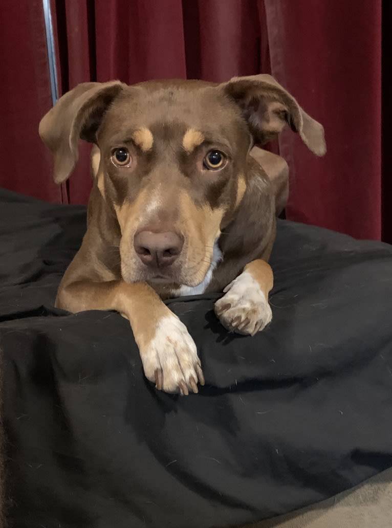 Beach's Dorie Jade, a Catahoula Leopard Dog tested with EmbarkVet.com