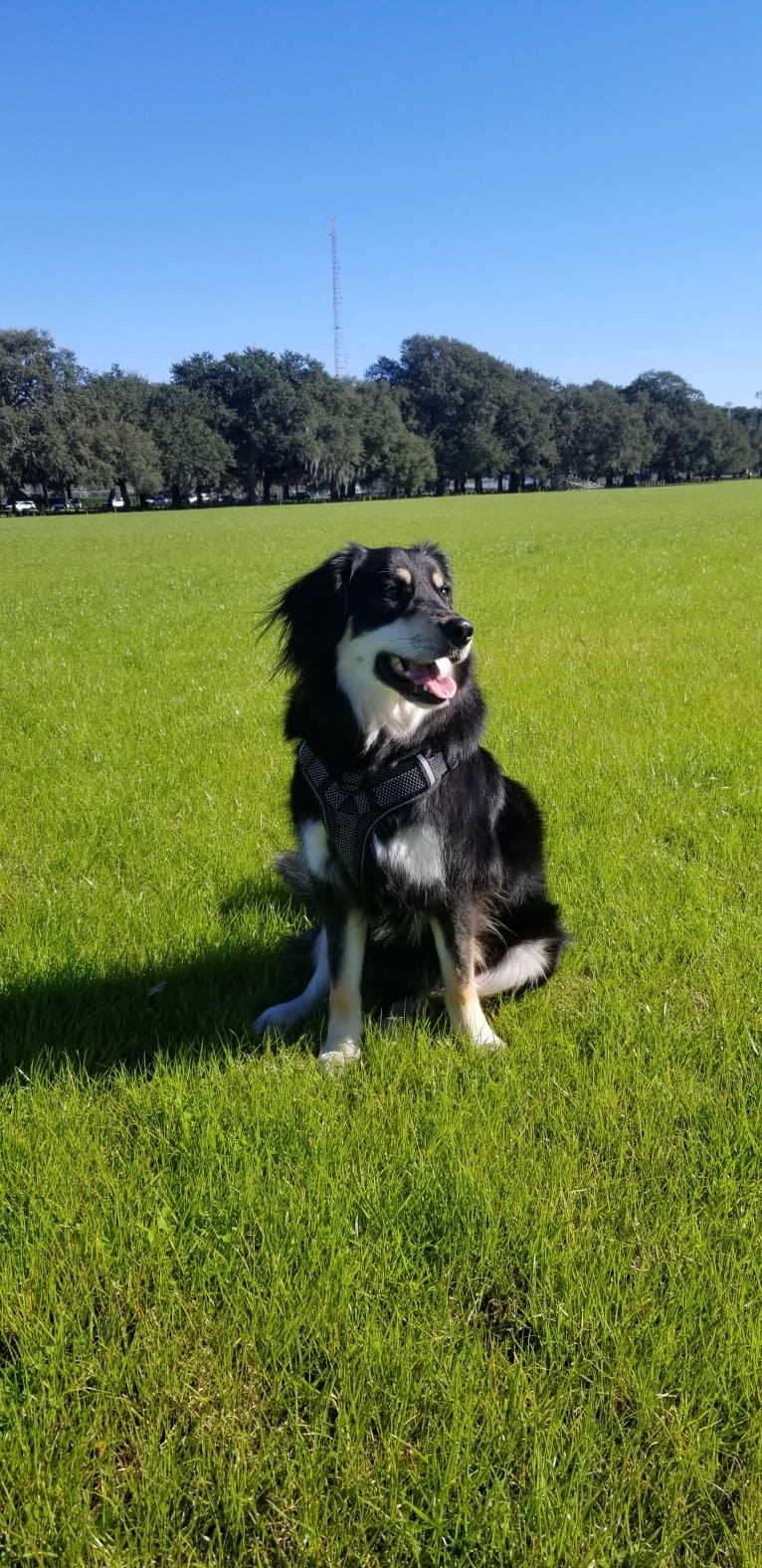 Photo of Takoda, a Labrador Retriever, Collie, German Shepherd Dog, Chow Chow, and Mixed mix in Thomasville, Georgia, USA