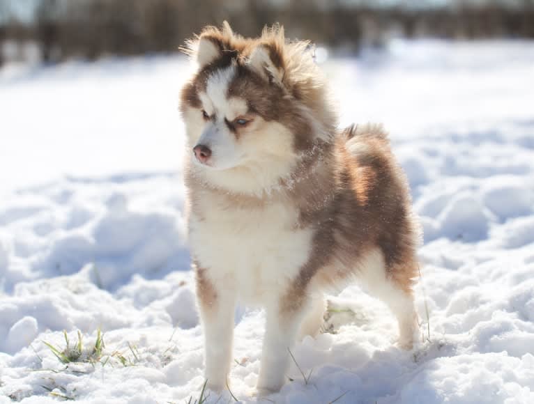 Frankie, a Pomsky tested with EmbarkVet.com