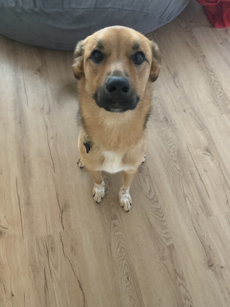 Daisy Mae, a Great Pyrenees and Australian Cattle Dog mix tested with EmbarkVet.com