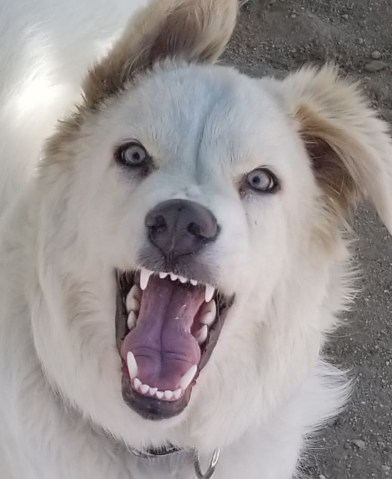 Falkor, a Great Pyrenees and Great Dane mix tested with EmbarkVet.com