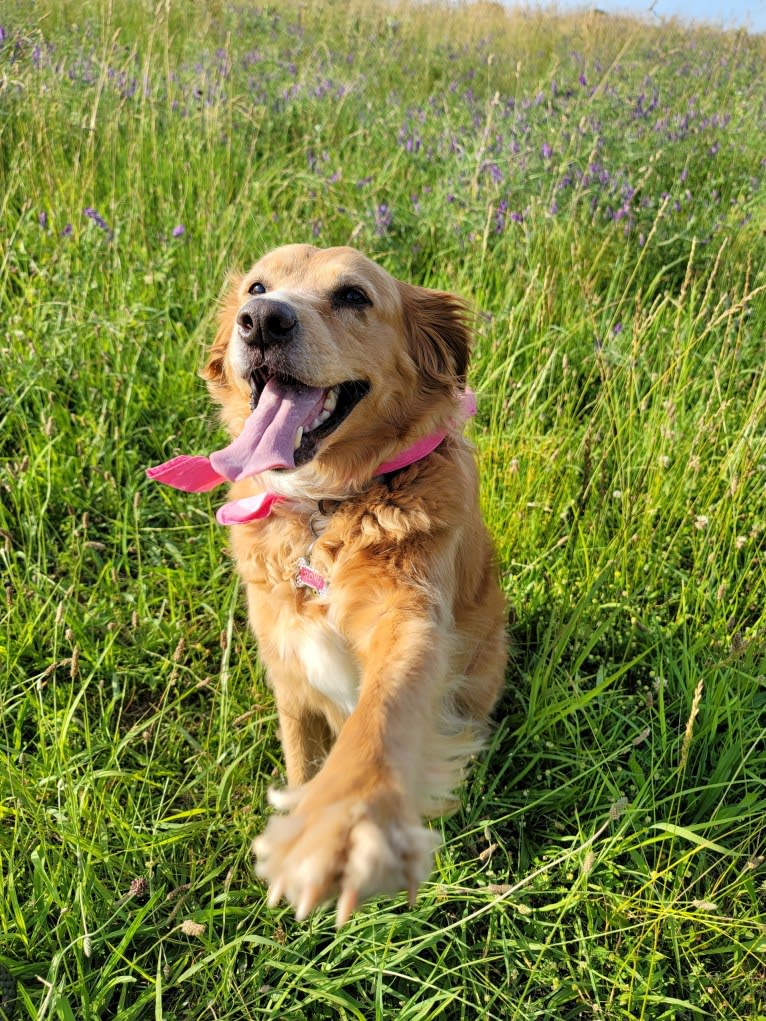 Roxy, a Chow Chow and American Pit Bull Terrier mix tested with EmbarkVet.com