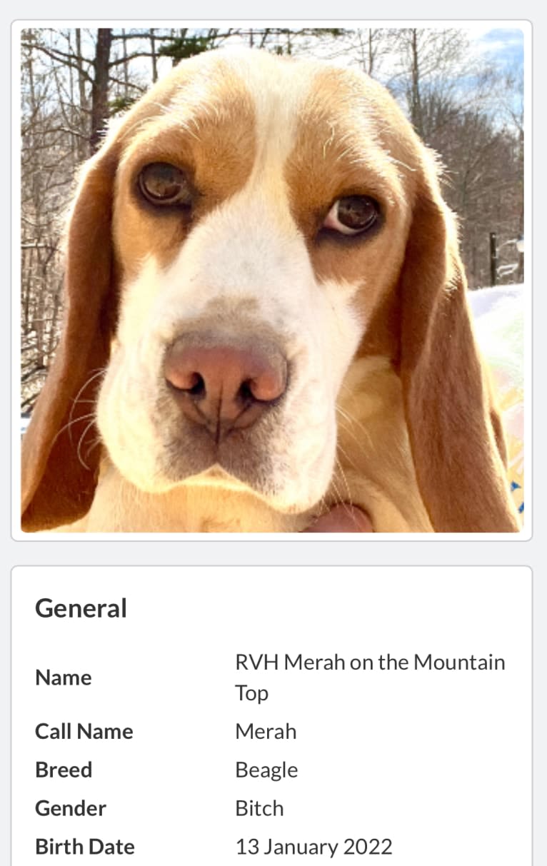 Merah, a Beagle tested with EmbarkVet.com