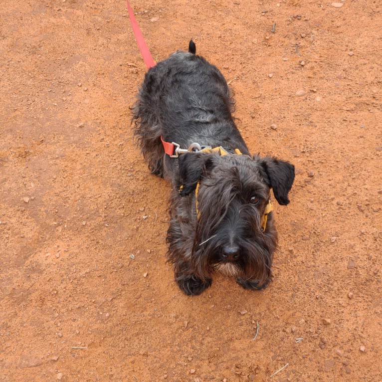 Julerr's Flynn McAllister, a Cesky Terrier tested with EmbarkVet.com
