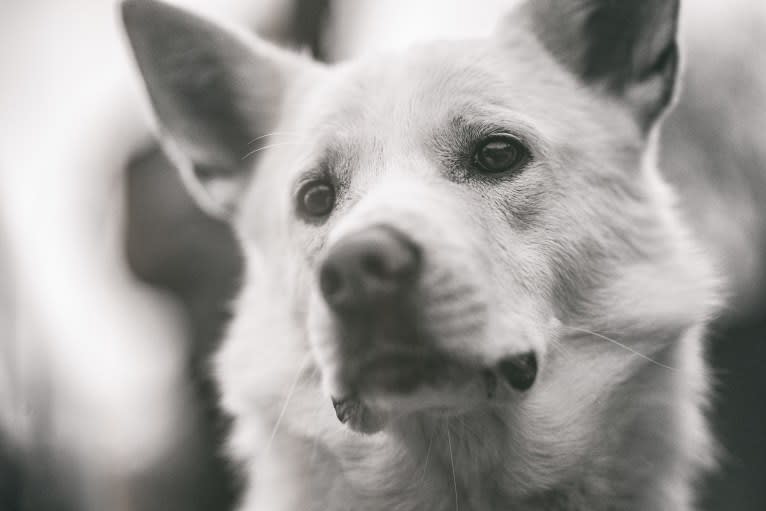 Calaf Storytelling, a Canaan Dog tested with EmbarkVet.com