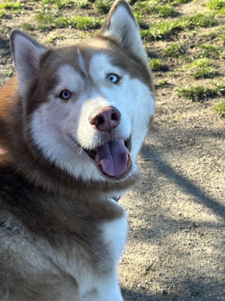 Captain, a Siberian Husky tested with EmbarkVet.com