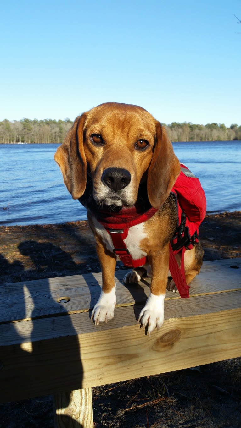 Linus, a Beagle tested with EmbarkVet.com