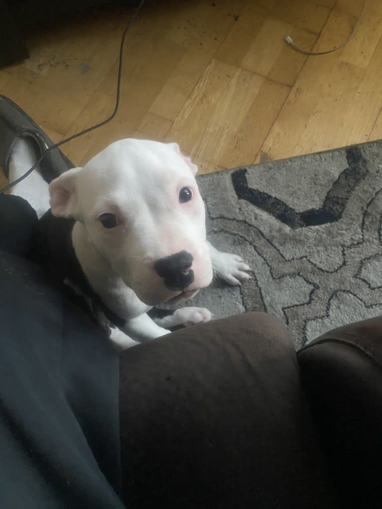 Max Lewis Cannady, an American Pit Bull Terrier and American Staffordshire Terrier mix tested with EmbarkVet.com