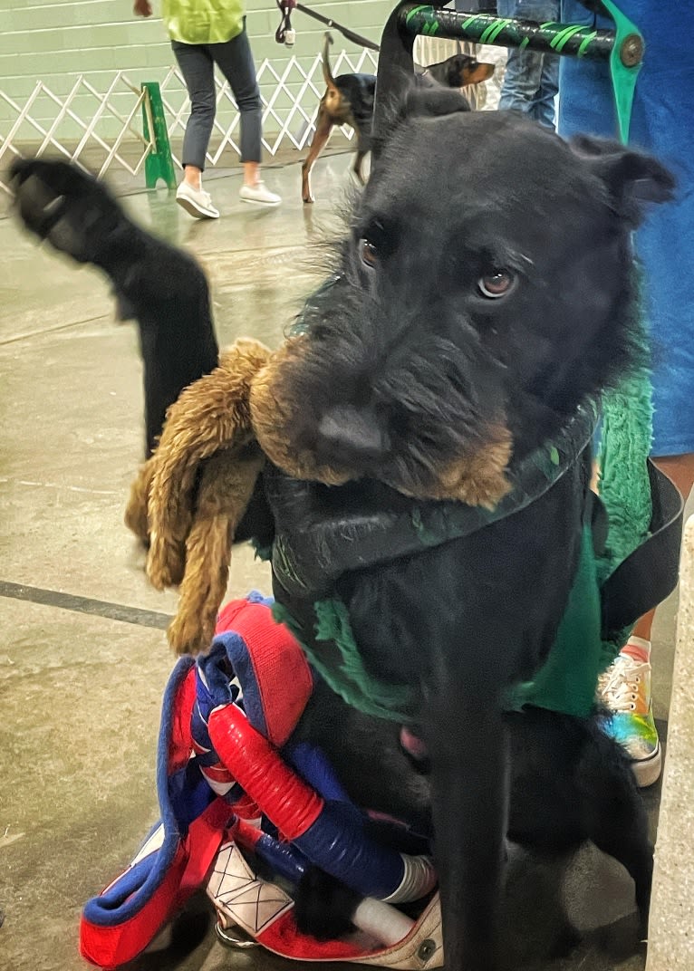 Vaatu, a Black Russian Terrier and Belgian Malinois mix tested with EmbarkVet.com