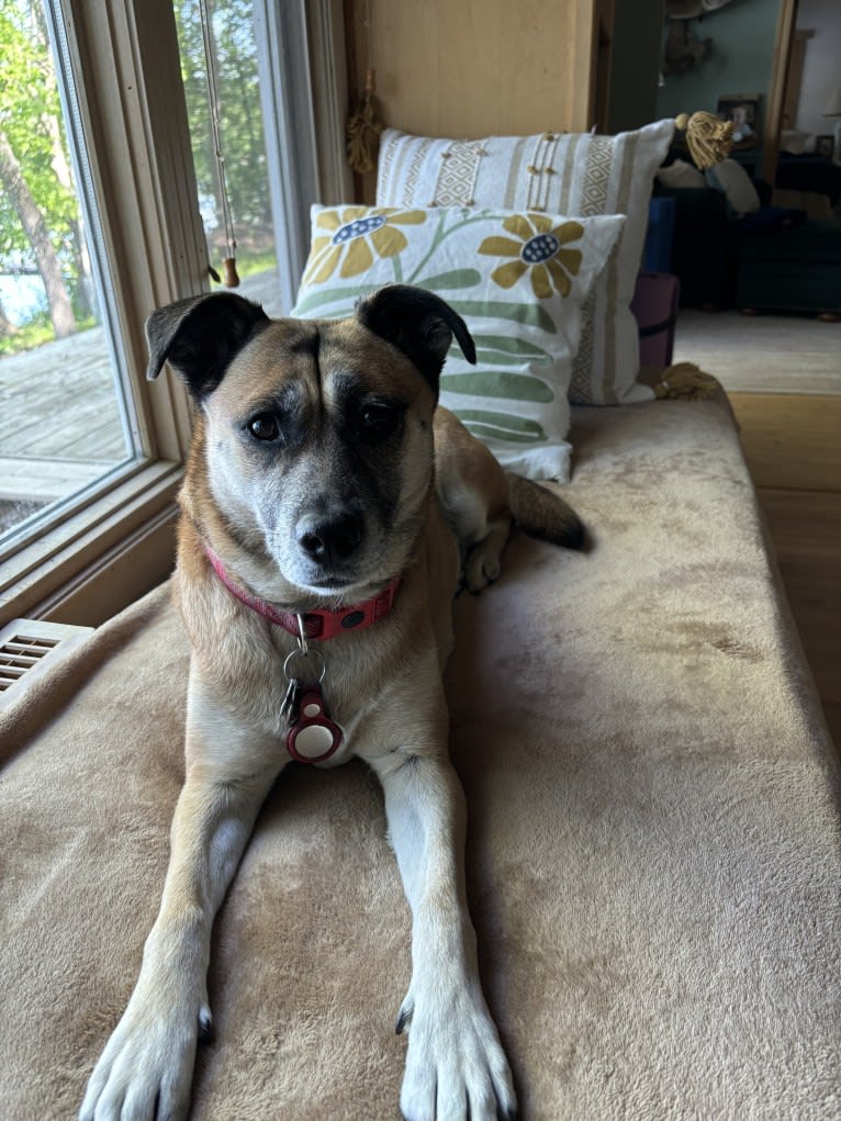 Susie, a Labrador Retriever and Chihuahua mix tested with EmbarkVet.com