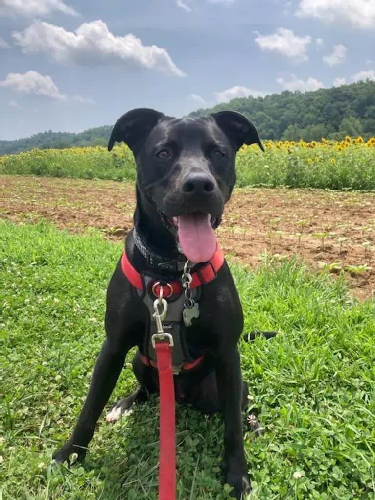 Bruin, an American Pit Bull Terrier and Boxer mix tested with EmbarkVet.com