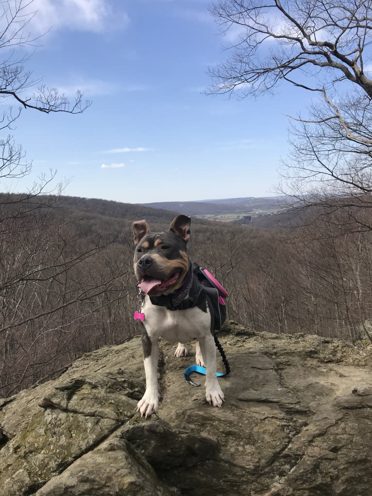 Letty von Wigglebottom, an American Bully and American Pit Bull Terrier mix tested with EmbarkVet.com