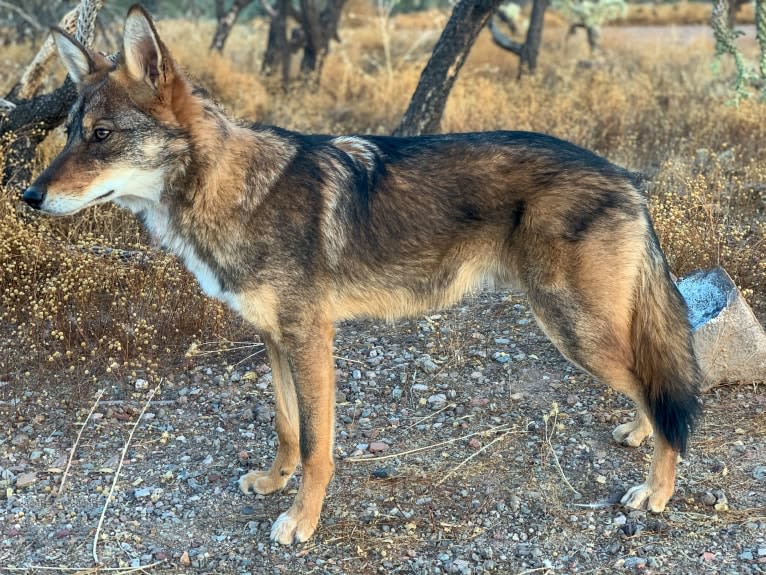 Cilantro, a Border Collie and Coyote mix tested with EmbarkVet.com