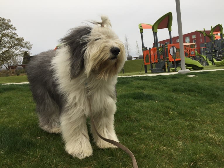 Winston, an Old English Sheepdog tested with EmbarkVet.com