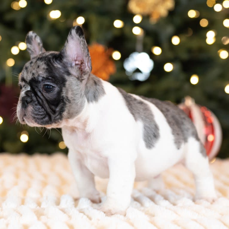 Macho, a French Bulldog tested with EmbarkVet.com