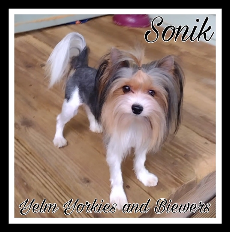 Sonik, a Biewer Terrier tested with EmbarkVet.com