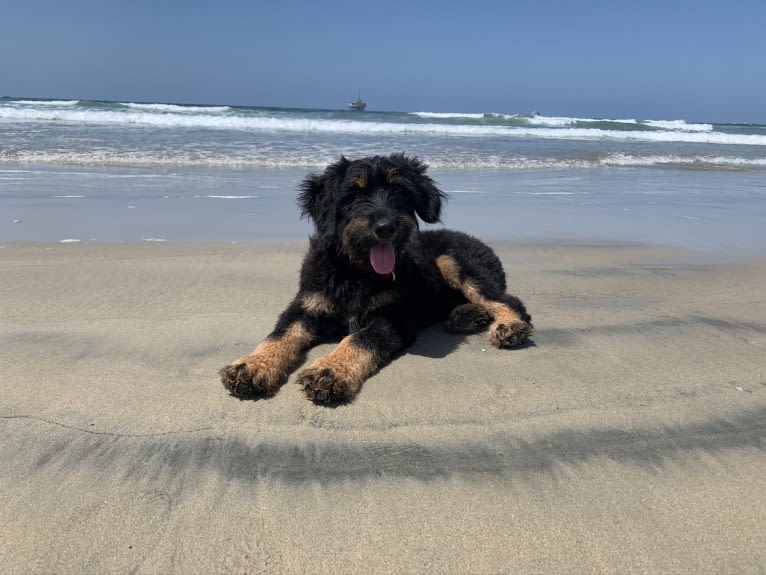 Bella, a Bouvier des Flandres and Bernese Mountain Dog mix tested with EmbarkVet.com