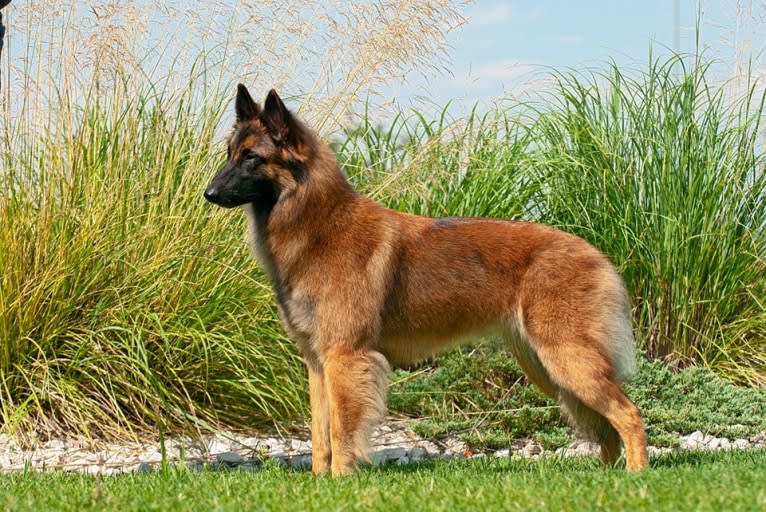 Brekka, a Belgian Shepherd tested with EmbarkVet.com