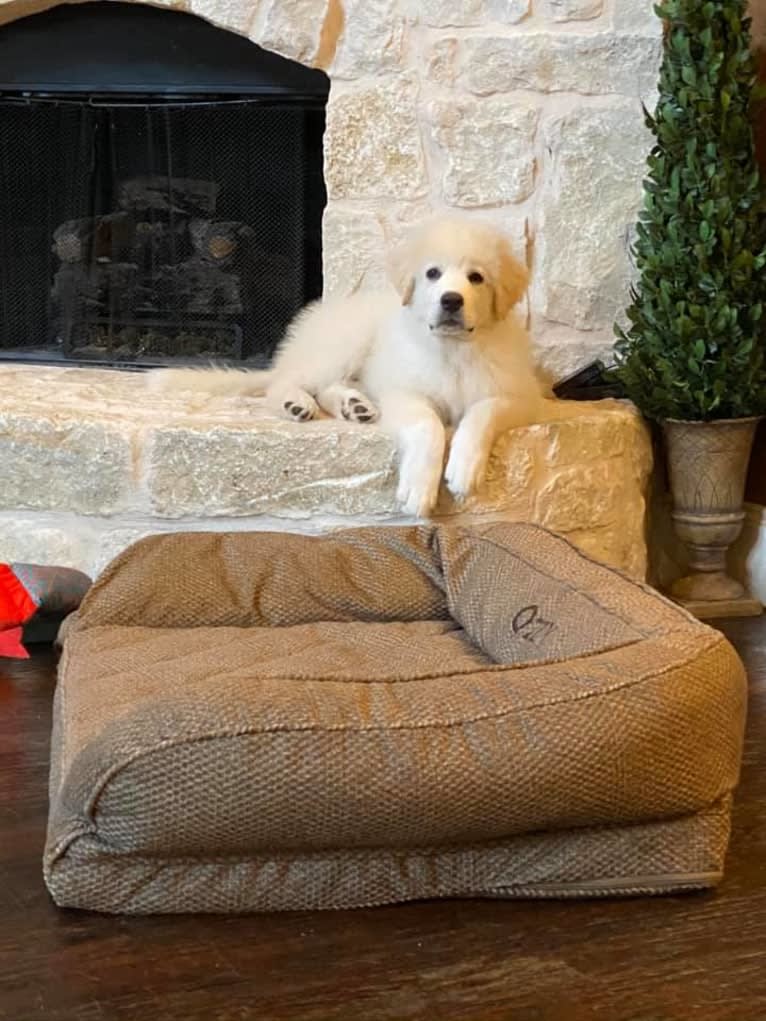 Ozzy, a Great Pyrenees tested with EmbarkVet.com