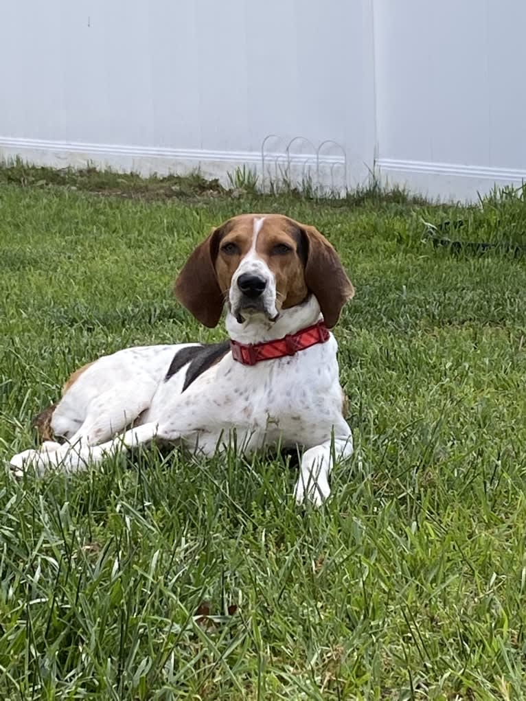 Luca, a Treeing Walker Coonhound tested with EmbarkVet.com