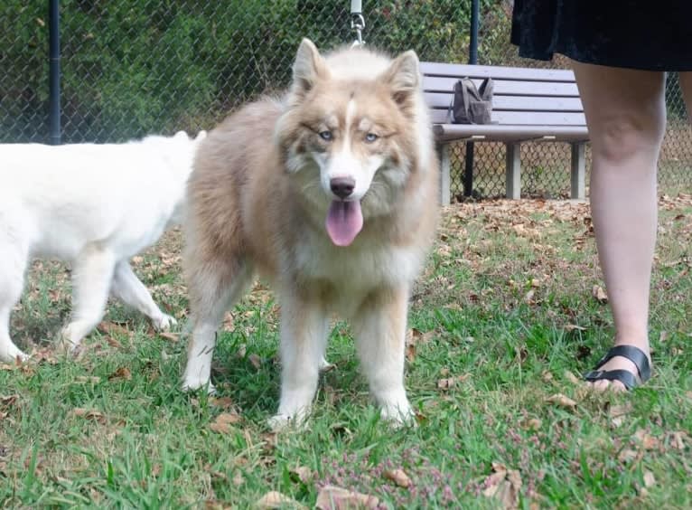 Sokka, a Siberian Husky tested with EmbarkVet.com