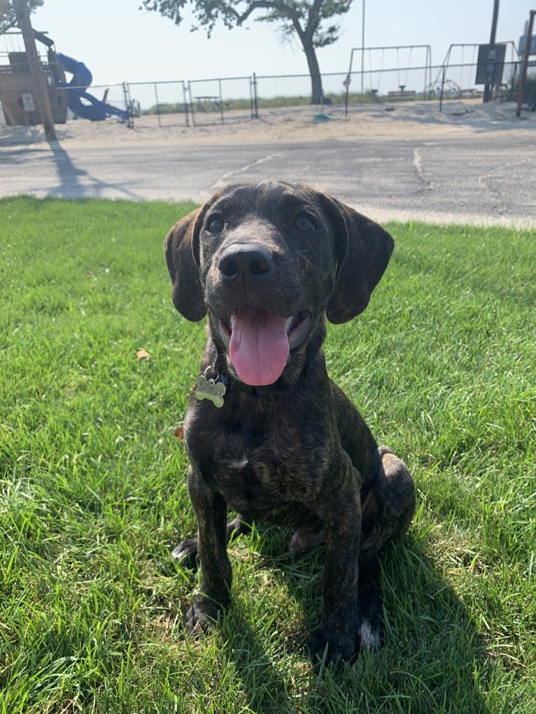 Maverick, a Mountain Cur tested with EmbarkVet.com