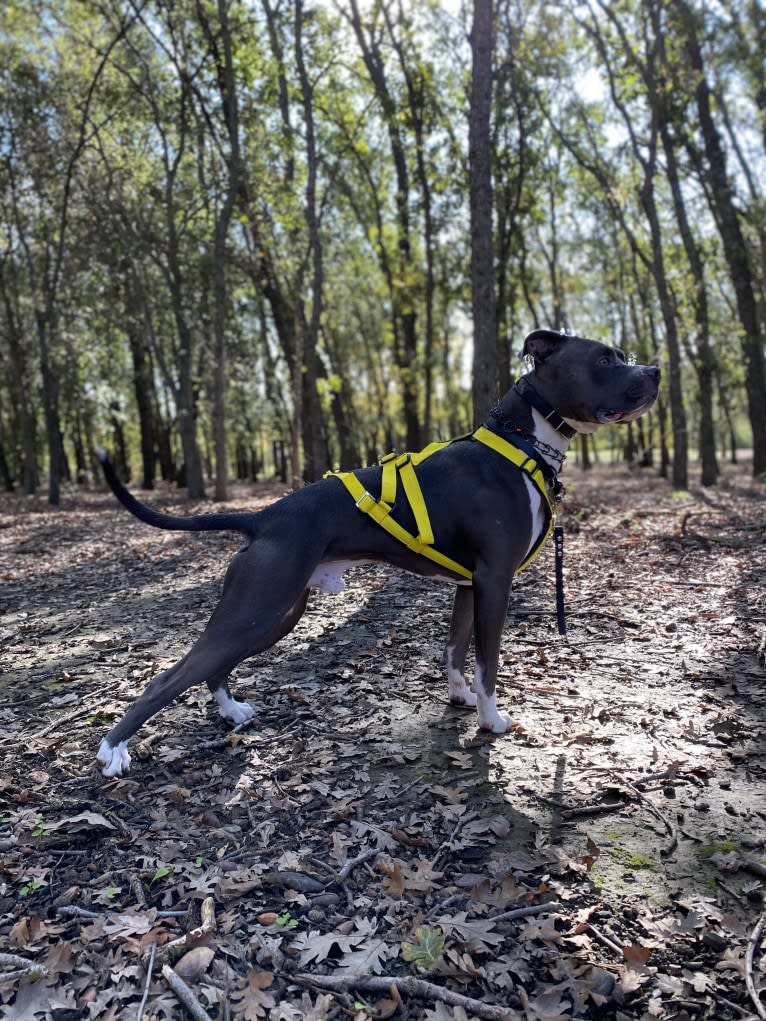 MaSiWei, an American Bully tested with EmbarkVet.com
