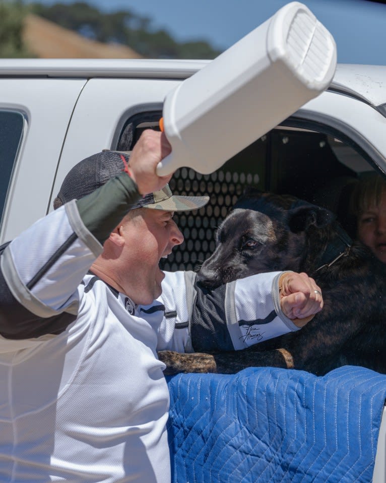 Static, a Dutch Shepherd tested with EmbarkVet.com